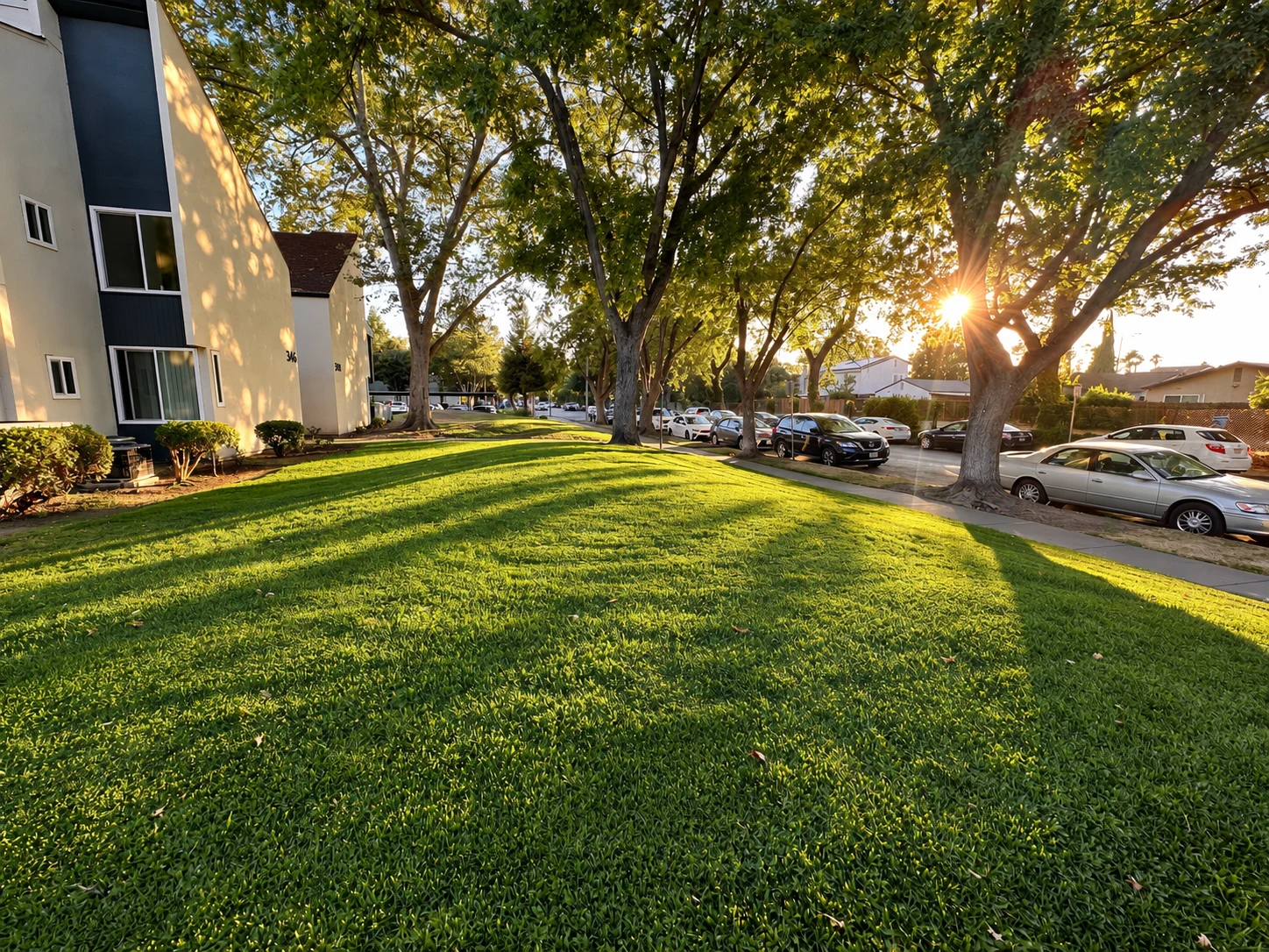 Green community lawn with mature trees in warm evening light